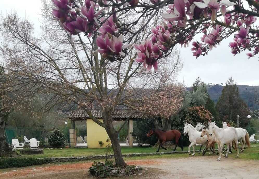 fonte: quinta do pinheiro 