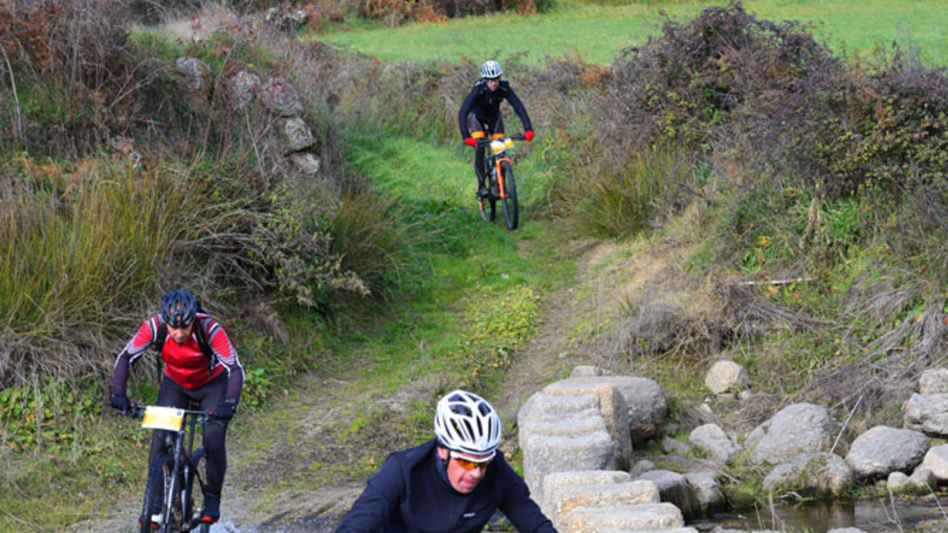 cyclin guarda;
