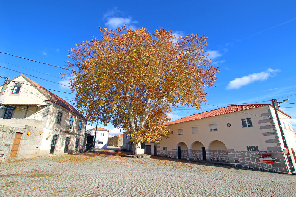 plátano rochoso 