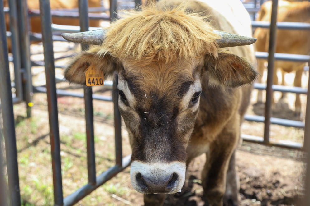 vaca jarmelista