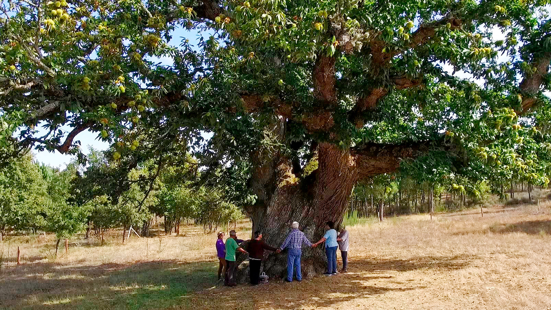 Castanheiro Gigante de Guilhafonso (Giant chestnut in Guilhafonso);