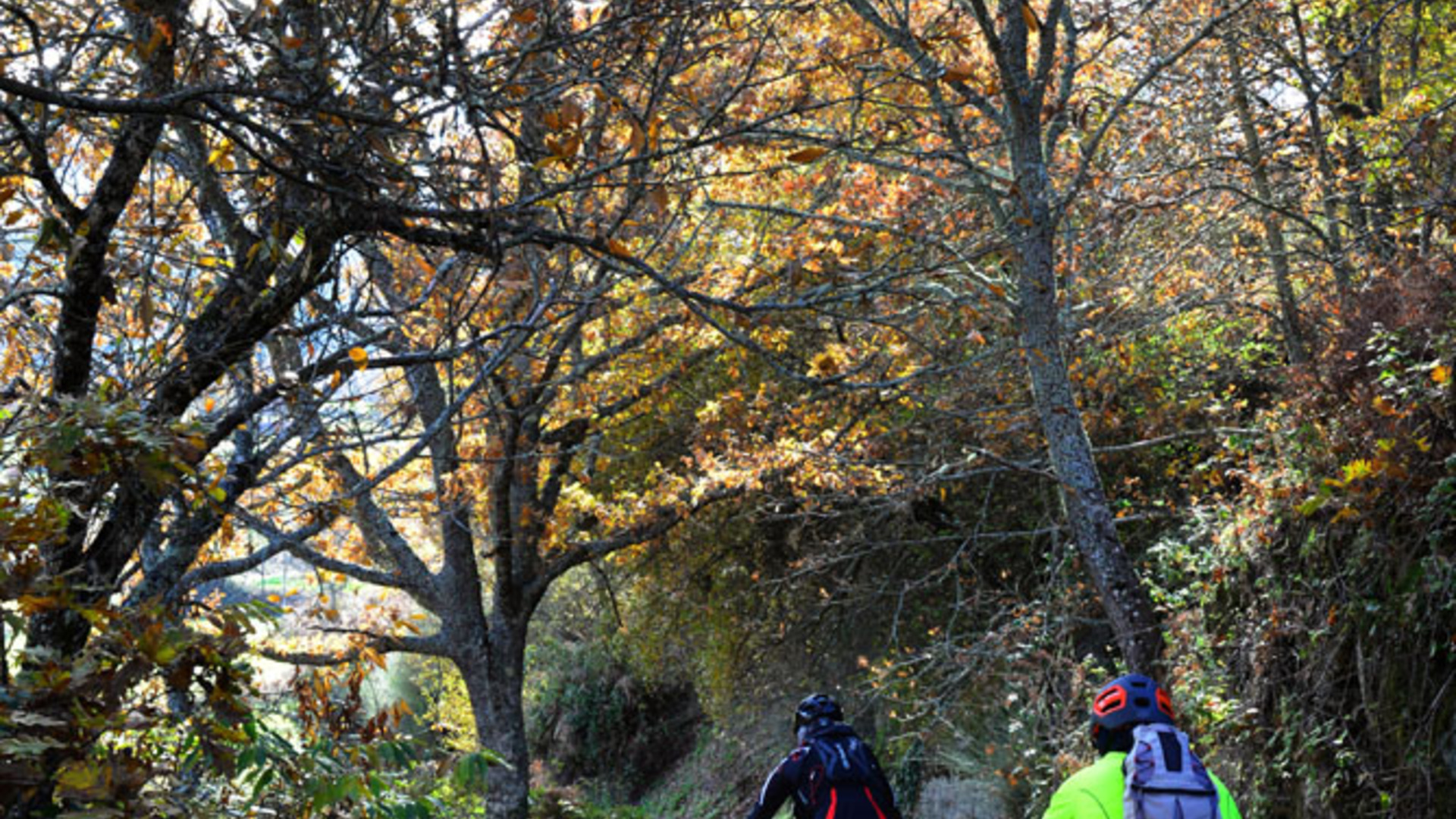 cyclin guarda;